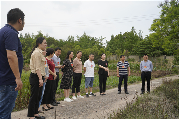 人大代表、政协委员们实地了解来凤街道各村耕地非农化、非粮化情况。来凤街道供图