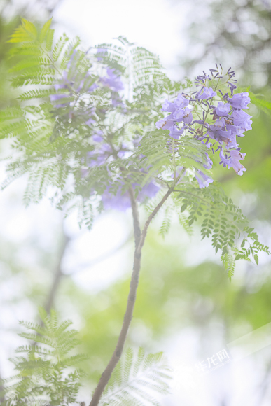 近看蓝花楹花朵。华龙网-新重庆客户端 首席记者 李裕锟 摄