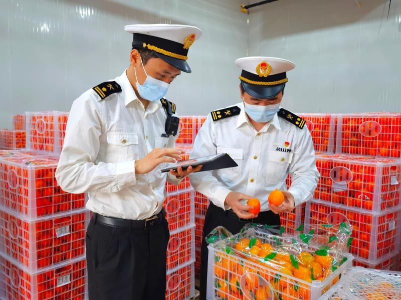 重庆海关与南宁海关共同落实鲜活易腐货物“6小时通关”要求,保障生鲜商品快速验放。重庆海关供图