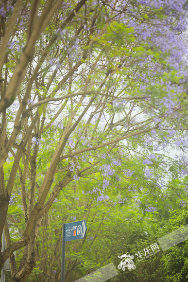 蓝紫色的花挂满树梢，5月的山城又多了“小清新”打卡项目。华龙网-新重庆客户端 首席记者 李裕锟 摄
