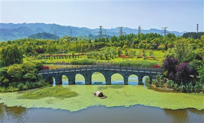 3双桂湖国家湿地公园，连片的荇菜绽放得热烈，勾勒出一幅美丽的生态画卷。记者 熊伟 摄