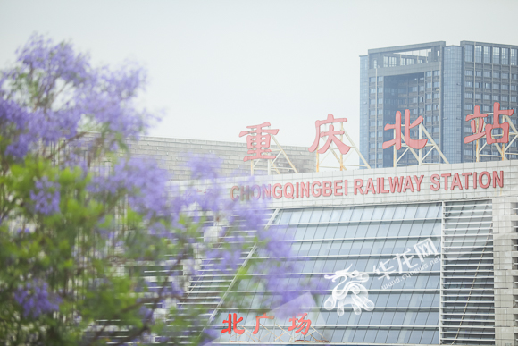 重庆北站北广场被蓝紫色花海簇拥。华龙网-新重庆客户端 首席记者 李裕锟 摄