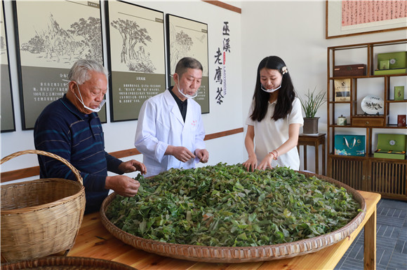 游客现场了解老鹰茶采摘和加工。蒲莲镇供图 华龙网发
