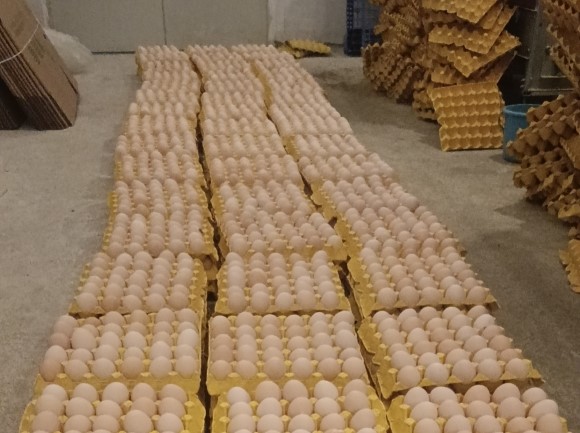 青庄村自动化蛋鸡养殖场产出的鸡蛋。上磺镇供图 华龙网发