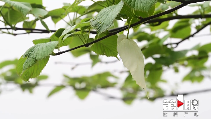 酉阳珙桐花开 “白鸽”飞舞6