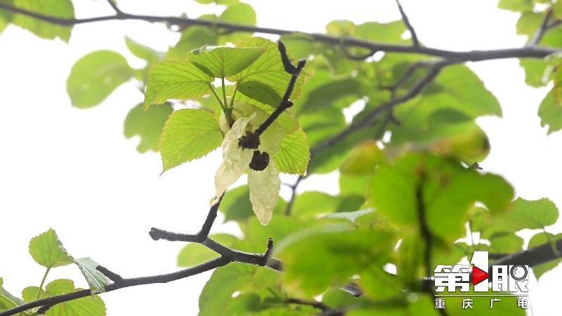 酉阳珙桐花开 “白鸽”飞舞5