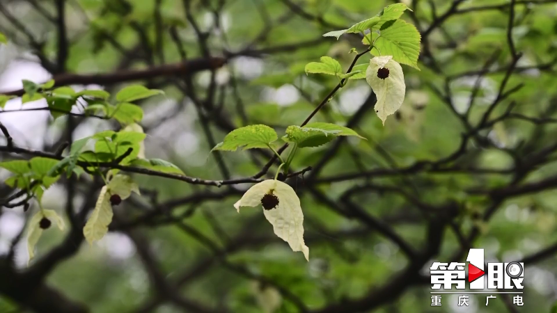 酉阳珙桐花开 “白鸽”飞舞1