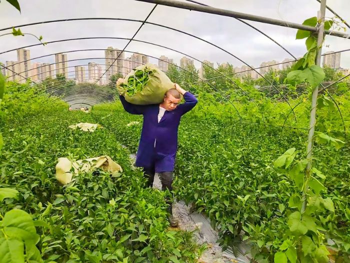 蔬菜基地工人采摘成熟蔬菜。记者 徐明鸣 摄