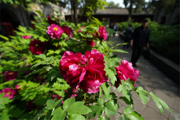 5月8日，游客在太原双塔寺景区赏花。新华社记者 詹彦 摄