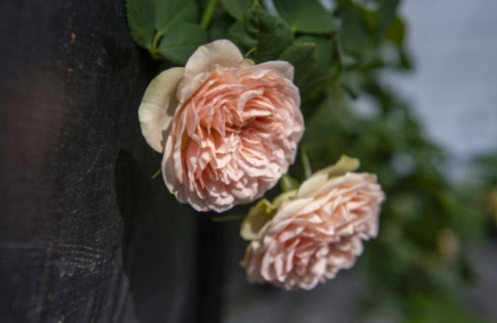 王老莽：转念一想1