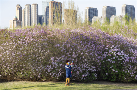5月6日，游客在哈尔滨丁香公园赏花拍照。新华社记者 谢剑飞 摄