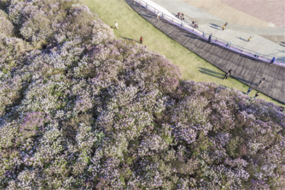 5月6日，游客在哈尔滨丁香公园赏花游玩（无人机照片）。新华社记者 谢剑飞 摄