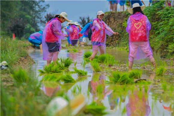 重庆移通学院的师生正在田间插秧，体验农耕劳动乐趣。 特约通讯员 陈星宇 摄