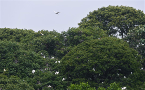 5月8日拍摄的栖息在德清县洛舍镇东衡村的白鹭。新华社记者 徐昱 摄
