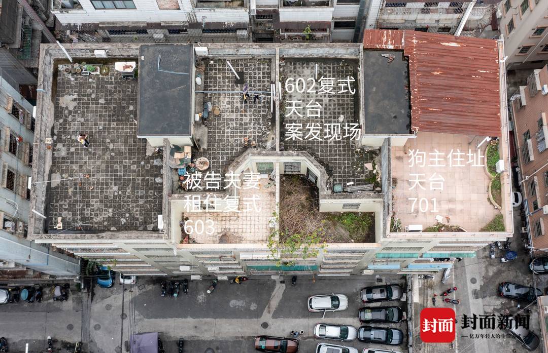 一宗因救助引发的“盗狗案”：夫妇带走无人照看的萨摩耶获刑，案件将重审