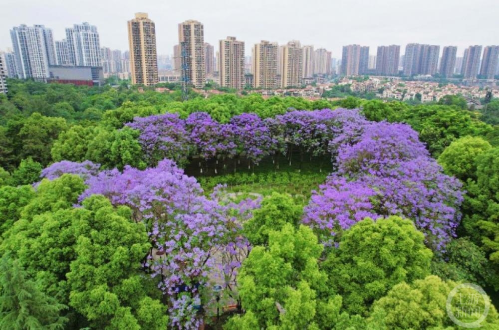 是爱的形状！重庆蓝花楹浪漫又“有型”1
