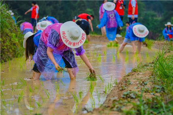 重庆移通学院的师生正在田间插秧，体验农耕劳动乐趣。特约通讯员 陈星宇 摄