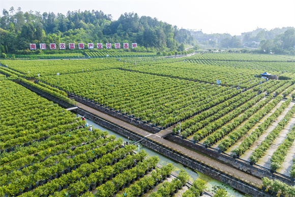 大观镇的标准化蓝莓种植基地。通讯员 甘昊旻  摄