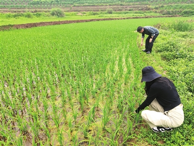 农技专家和农技人员在稻田“巡诊”。记者 隆太良 摄