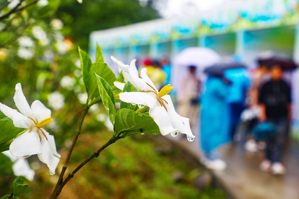 雨中的栀子花淡雅圣洁地绽放，花朵之上，水珠点点，晶莹剔透。记者 田华平 供图