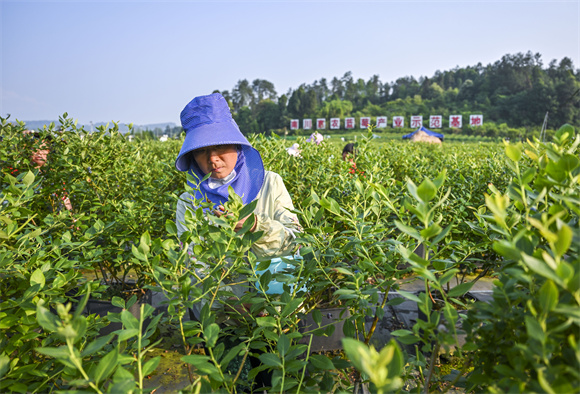村民在标准化蓝莓种植基地里采收蓝莓。通讯员 甘昊旻 摄