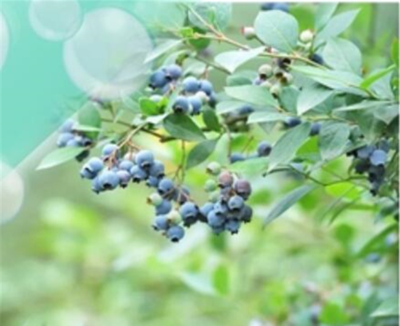 1成熟的蓝莓香甜可口。渝北区文化和旅游发展委员会供图