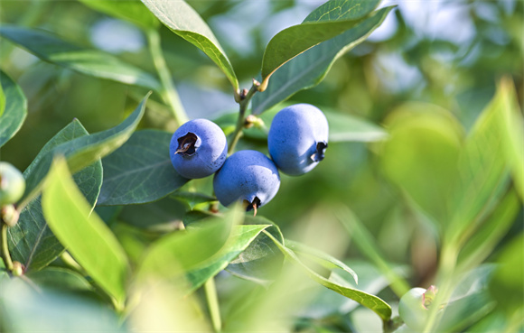 成熟的蓝莓鲜果 。通讯员 甘昊旻 摄
