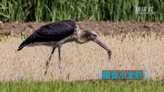 罕见！秃鹳在大理洱源田间捕蛇3