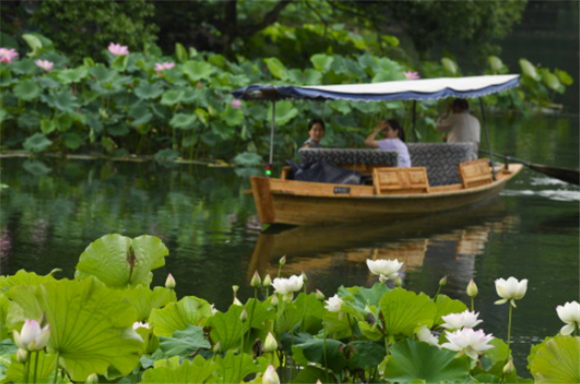 6月11日，游客在曲院风荷景区乘船欣赏荷花。新华社记者 翁忻旸 摄