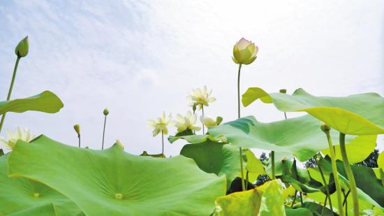 Lotus flowers "Jade Goddess of Mercy" standing gracefully erect. (Photographed by Bin Zhenyu)