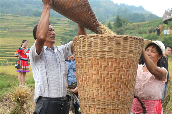 花田“贡米”进入收割时节，村民将稻谷倒进背篓里。受访者供图  华龙网发