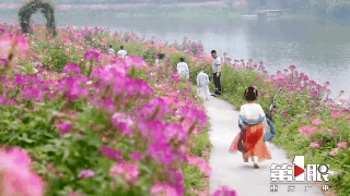 巴南：醉蝶花开醉游人3