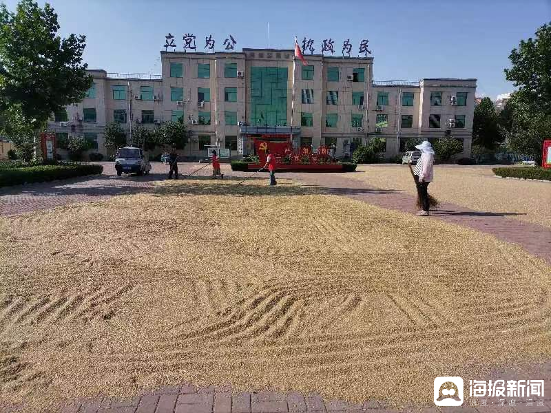 山东多个乡镇回应“开放政府大院给农民晒粮”:确保粮食颗粒归仓、不发霉1