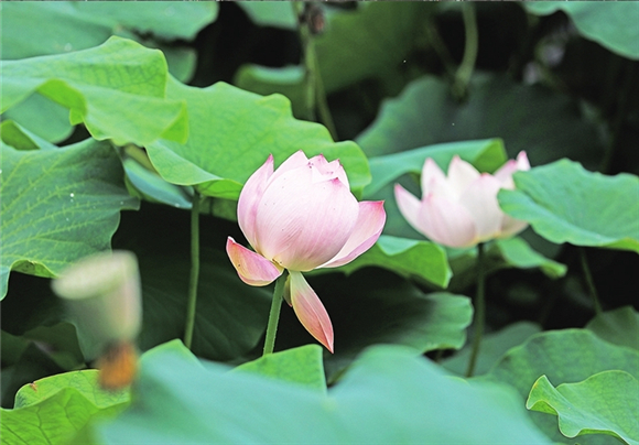 一朵朵美丽的花儿掩映在翠绿的荷叶中，宛如一幅美丽的画卷。记者 胡瑾 朱云卿 摄