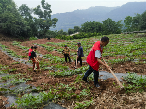党员志愿者和村民一起在西瓜地锄草。记者 方霞 摄