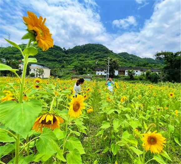 向日葵花海吸引游客游览拍照。成蓉 黄波 摄