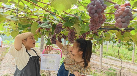 游客正在采摘葡萄。通讯员 李达元 摄