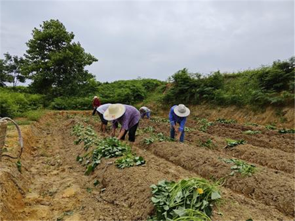 村民在移栽红薯苗。记者 赵竹萱 摄