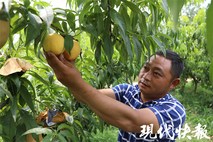 桃子熟啦！这口夏天的味道你尝到了吗？2