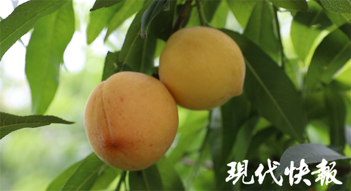 桃子熟啦！这口夏天的味道你尝到了吗？1