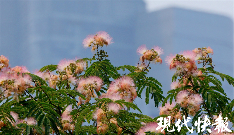 专属夏日的粉色浪漫!南京街头合欢花美美盛开5