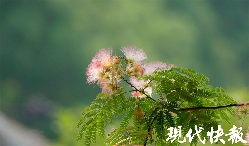 专属夏日的粉色浪漫!南京街头合欢花美美盛开4