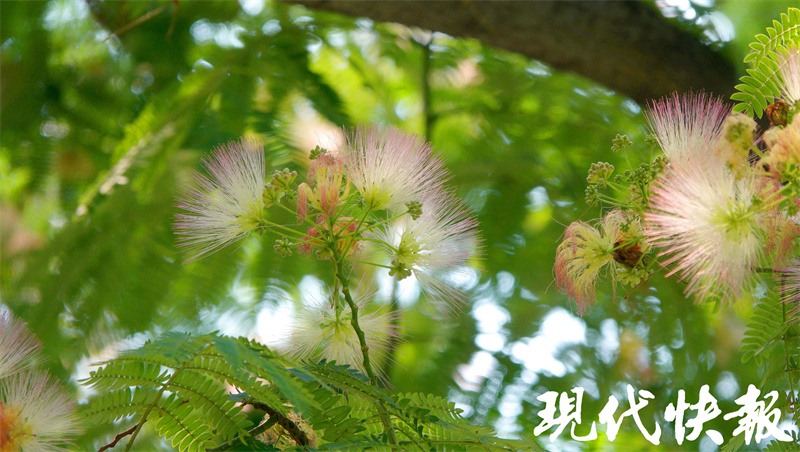 专属夏日的粉色浪漫!南京街头合欢花美美盛开2