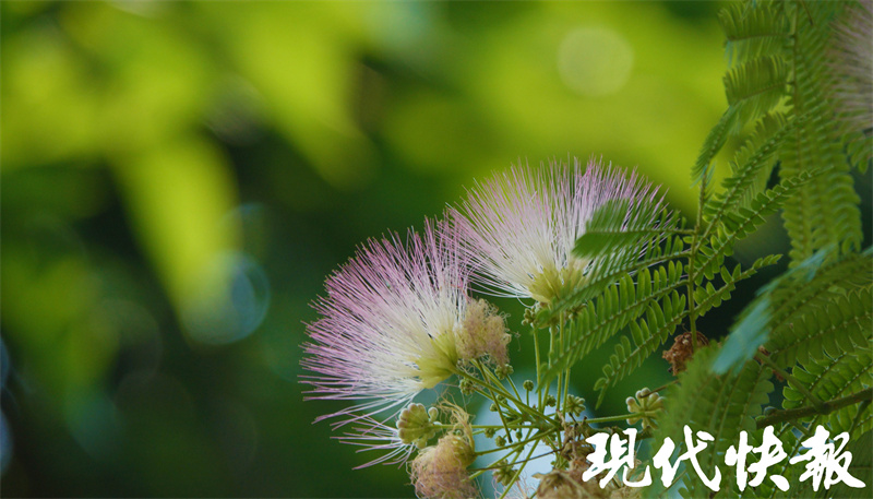 专属夏日的粉色浪漫!南京街头合欢花美美盛开6