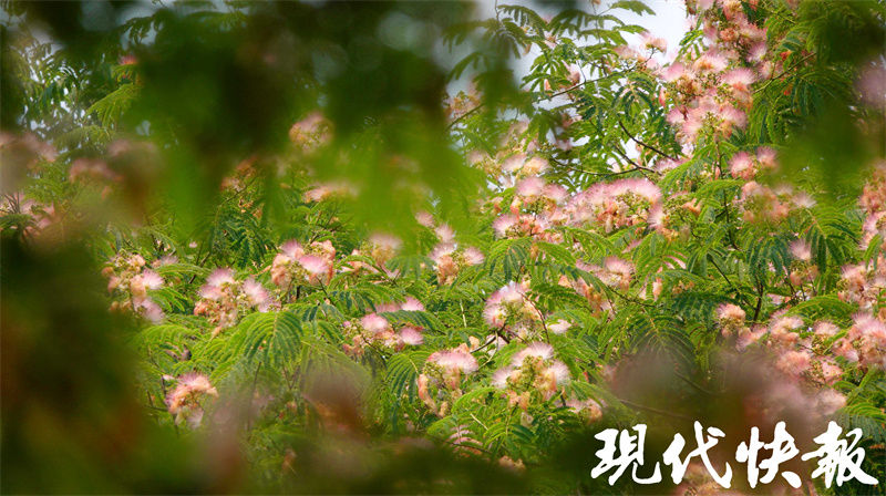 专属夏日的粉色浪漫!南京街头合欢花美美盛开7