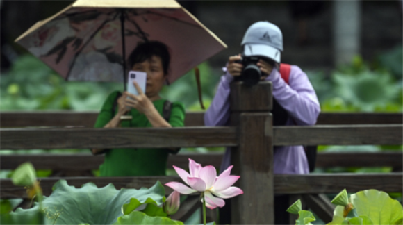 6月18日，在南宁市南湖公园荷花池，观众在拍摄荷花。新华社记者 张爱林 摄