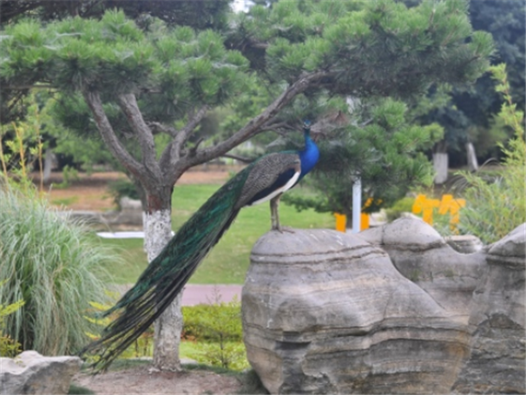 这是5月31日拍摄的长江竹岛上的孔雀。新华社记者 刘坤 摄