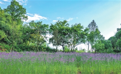 双桂湖国家湿地公园，紫色的马鞭草在蓝天白云映衬下显得十分浪漫。记者 熊伟 摄