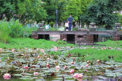 窝子溪湿地公园里的睡莲盛开，市民在观光游玩。记者 向成国 摄