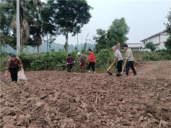 1贺泽元把新型旱稻的种子细致地撒在农田里。特约通讯员 蒋文友 摄